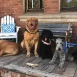 Dogs-on-Porch